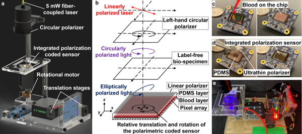 Lensless polarimetric coded ptychography for high-resolution, high-throughput gigapixel birefringence imaging on a chip