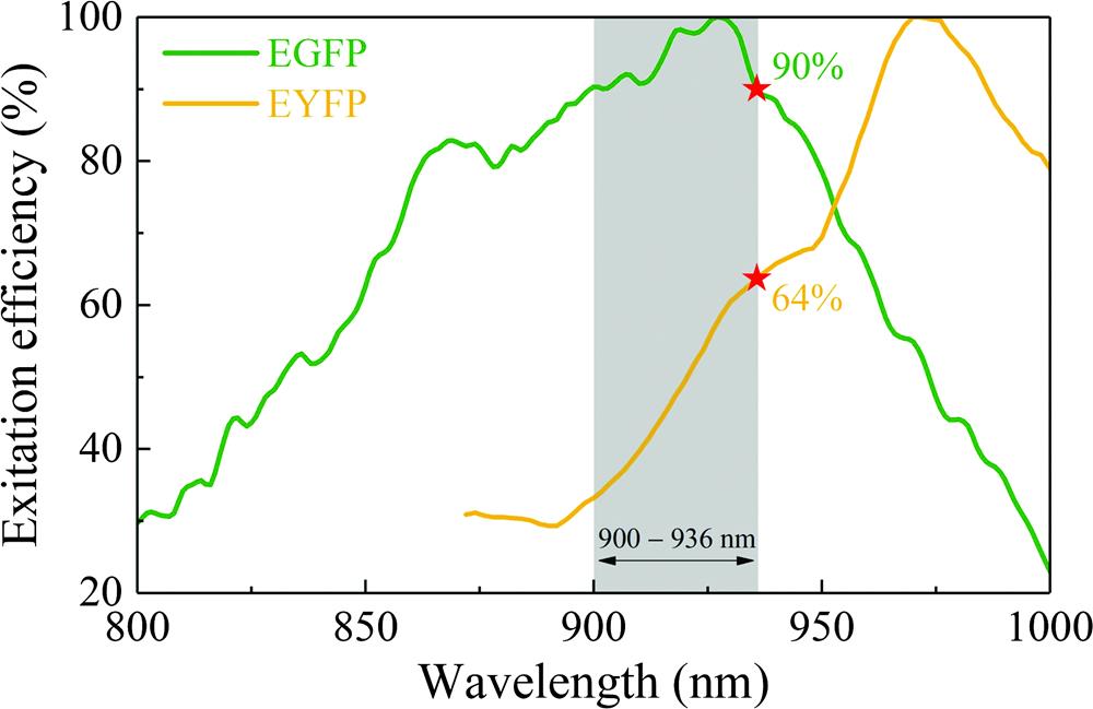 Two-photon excitation efficiency of the EGFP and EYFP under the illumination from 800 to 1000 nm.