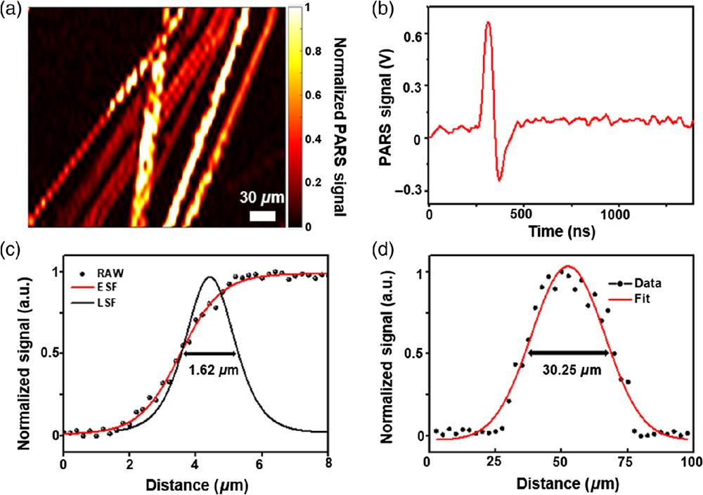 Imaging results of carbon fibers. (a) PARS image of carbon fiber networks. (b) Typical PARS signal of a single carbon fiber in the time domain. (c) Lateral resolution of the PARS system by scanning a carbon fiber, resulting in an FWHM of 1.62 μm. (d) Axial resolution of the system by an A-scan of a carbon fiber, with an FWHM of 30.25 μm.