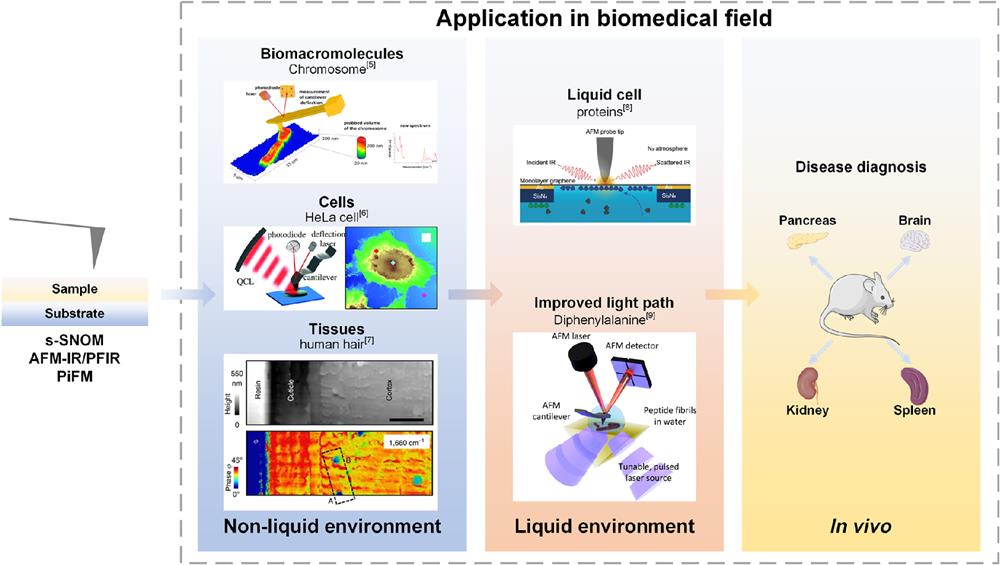 The framework of this review. This review focuses on the recent biomedical research progress of several near-field techniques (including s-SNOM, AFM-IR, PFIR, and PiFM) from the perspective of different environments (including nonliquid environments and liquid environments) and different biological samples. The possibility of in vivo detection is also discussed. Adapted with permission from Refs. 5–8" target="_self" style="display: inline;">–8. Adapted with permission from Ref. 9. © 2018 American Chemical Society. All article content, except where otherwise noted, is licensed under a Creative Commons Attribution (CC BY) license.