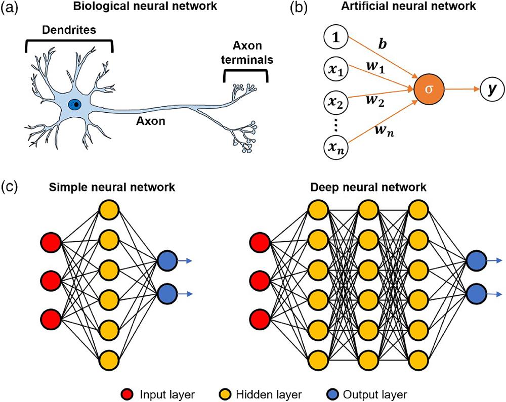 The concept of (a) a biological neural network and (b) an ANN derived from (a). (c) Schematics of a simple neural network and a DNN.