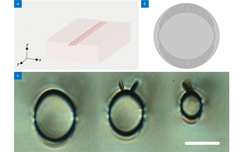(a) The 3D schematic diagram of waveguides. Coordinate axes are defined. (b) The 2D geometry structure (corresponding to the 120 μm waveguide), which is also used in the guiding mode simulation process. (c) The cross-section microscope images of the circular cladding waveguides with different diameters: 120 μm, 100 μm, and 60 μm, respectively. The scale bar in the figure is 100 μm.