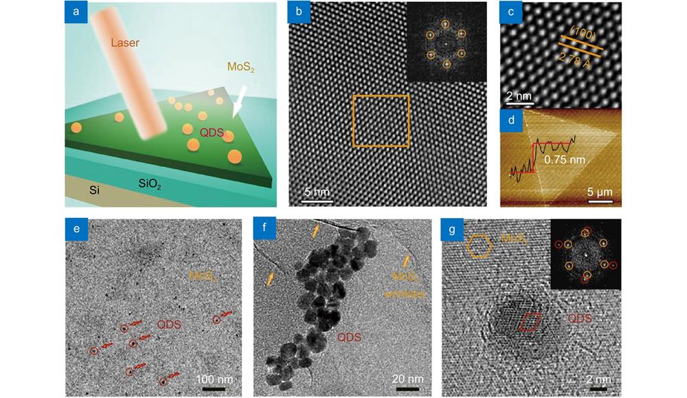 Schematic view and TEM characterizations of MoS2 monolayer and CdSe/ZnS QDs. (a) Schematic view of mixed-dimensional QD/MoS2 heterostructures on SiO2/Si substrate under the excitation of a laser. (b) High-resolution TEM (HRTEM) image of MoS2 monolayer with the scale bar of 5 nm. The inset shows the corresponding selected area electron diffraction (SAED) pattern, where the diffraction points are arranged in a hexagonal structure. (c) Enlarged FFT image of the marked area in a rectangular region in (b). The lattice spacing is 2.78 Å. (d) The AFM image of MoS2 monolayer with clear surface, and the height of MoS2 is observed to be 0.75 nm. Low-resolution (e) and high-resolution (f) TEM images of QD/MoS2 heterostructures, where scale bars are 100 nm and 20 nm, respectively. The red arrows and circles in (e) are QDs on MoS2 monolayer, and the orange arrows in (f) are the wrinkles of MoS2 flakes. (g) The HRTEM image of QD/MoS2 structures with a scale bar of 2 nm. Inset shows two sets of SAED patterns.
