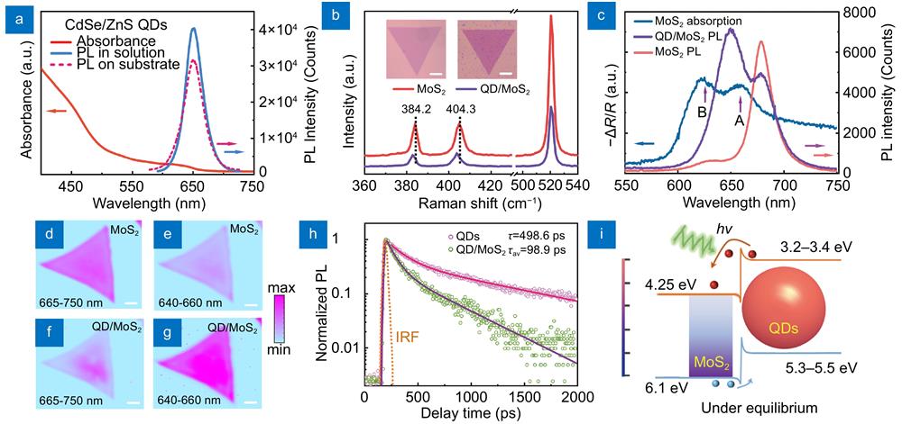 Optical and spectral characteristics of QDs, MoS2 monolayer and mixed-dimensional vdWHs. (a) The UV-visible absorption spectrum (orange) of CdSe/ZnS QDs in 0.2 mg·L−1 solution. PL spectra of QDs in solution (blue) and on SiO2/Si substrate (dotted line). (b) Raman spectra of MoS2 monolayer and QD/MoS2 heterostructures. E12g and A1g modes are 384.2 cm−1 and 404.3 cm−1 for MoS2 monolayer, respectively, and the E12g peak shifts blue to 383.3 cm−1 in heterostructures. Insets present the optical microscopy images of MoS2 monolayer and heterostructure. The scale bars are 6 μm. (c) The absorption (black) and PL (red) spectra of MoS2 monolayer. The PL intensity maps of MoS2 monolayer are measured at the spectral ranges of (d) 665−750 nm and (e) 640−660 nm. The PL intensity maps of heterostructures with 0.025 mg·L−1 QDs are measured at the spectral ranges of (f) 665−750 nm and (g) 640−660 nm. All the scale bars in mapping images are 5 μm. (h) Time-resolved photoluminescence (TRPL) spectra of QDs and QD/MoS2 heterostructures. The average lifetimes of QDs and heterostrutures are 498.6 ps and 98.9 ps, respectively. (i) The schematic view of energy band for QD/MoS2 heterostructures under the light excitation.