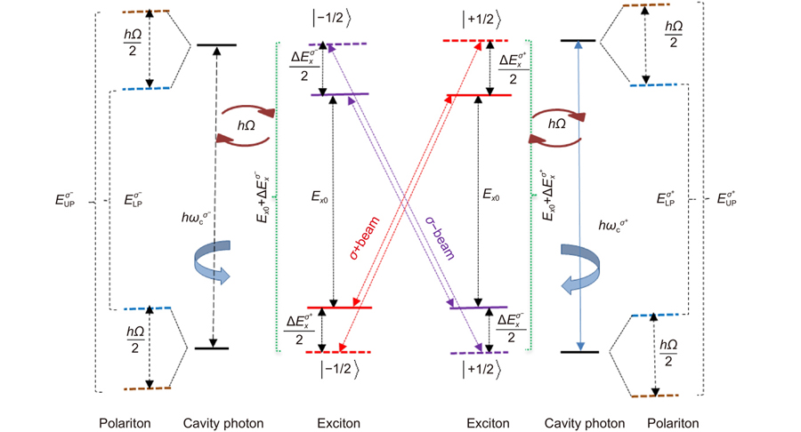 Two level excitonic states and their strong coupling with cavity photons when the OS beam is added.