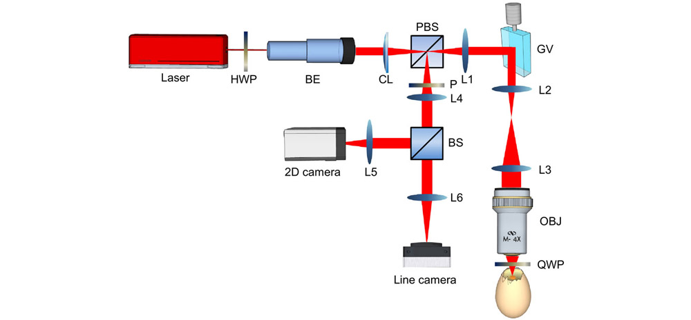 Schematic diagram of laser speckle autocorrelation imaging system. HWP, half-wave plate; BE, beam expander (3×); CL, cylindrical lens; PBS, polarizing beam splitter; GV, 1-D galvo mirror; OBJ, objective lens; QWP, quarter-wave plate; TS, translational stage; P, polarizer. BS, beam splitter (50/50). The focal length of CL is 50 mm. Focal lengths of lenses L1, L2, L3, L4, L5 and L6 are 50, 50, 100, 40, 75 and 100 mm, respectively. The numerical aperture (NA) of the objective lens (4×) is 0.1.