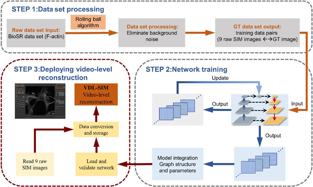 VDL-SIM video-level reconstruction method pipeline. (STEP1) Data set processing. The training data pairs are obtained after performing the background removal on the raw data set with the rolling ball algorithm. The effect of the rolling ball algorithm on VDL-SIM is given in Sec. S3 of the Supplementary Material. (STEP2) Network training process. The data are fed to the network for training, updating the weights until convergence. Afterward, model integration is performed to generate files containing graph definitions and weight parameters. (STEP3) Software side deployment of SIM video-level reconstruction. The model is loaded for validation followed by reading in the fast-captured images to reconstruct.