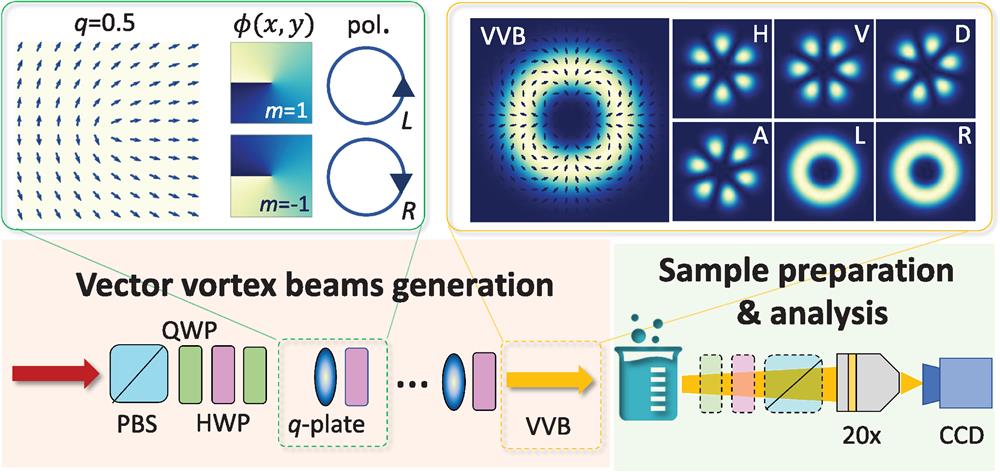 Experimental scheme. A CW laser emits a Gaussian beam with m=0, at 808 nm. Then, the preparation stage for the initial polarization state is made with a PBS, QWP, and HWP. Five units, each composed of a q-plate (oval blue symbol) followed by an HWP (pink rectangle), generate structured light. Our q-plates display a charge q=0.5, which increases (decreases) the OAM number by 1. In the inset, we report the optical axis orientation of the plate and the phase acquired by the wavefront in the transverse plane ϕ(x,y) conditionally to the polarization states (L,R). After this preparation stage, we obtain VVBs in the form of Eq. (2), shown in the second inset of the figure (H, horizontal polarization; V, vertical polarization; D, diagonal polarization; A, antidiagonal polarization; L, left circular polarization; and R, right circular polarization). Depending on the analysis, we can use the whole vectorial field or the scalar fields produced by a suitable projection of the polarization on the basis b. The second stage consists of the sample, prepared with several concentrations of latex beads, and the detection platform. An objective collects the scattered light and focuses the image on the CCD camera. A polarization analyzer can be inserted between the sample and the objective.