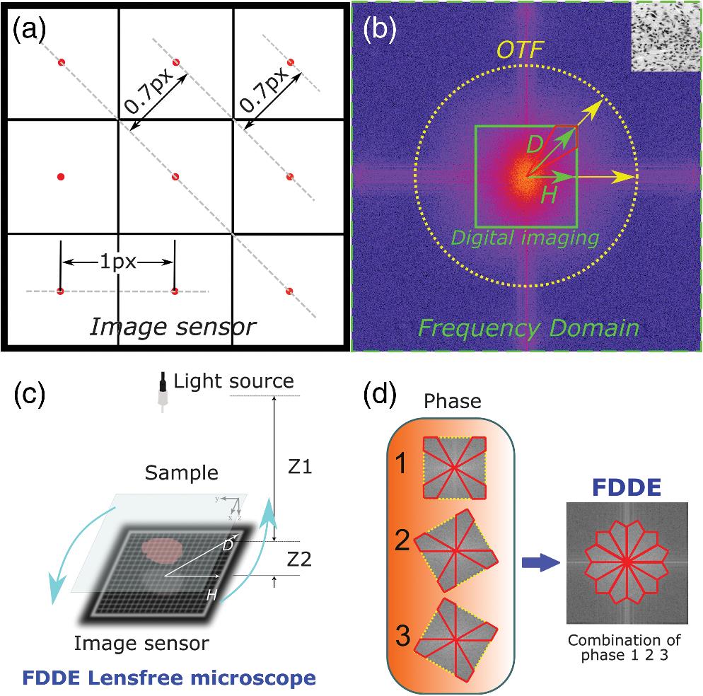 An illustration of the FDDE microscopy. (a) Illustration of the sampling interval of an image sensor with a rectangular pixel in the horizontal and diagonal directions. (b) The frequency domain of an image sensor and the OTF of an imaging system in undersampled digital imaging. The green-dash rectangle is the frequency domain of the microscopic image. The yellow-dot circle is the OTF of an imaging system. The green-line rectangle is the frequency domain of undersampled digital imaging. D and H denote the diagonal and horizontal directions, respectively. The spatial domain image of (b) is shown in the upper-right corner. (c) The optical setup of FDDE LFM. (d) Illustration of the frequency stitching algorithm of FDDE.