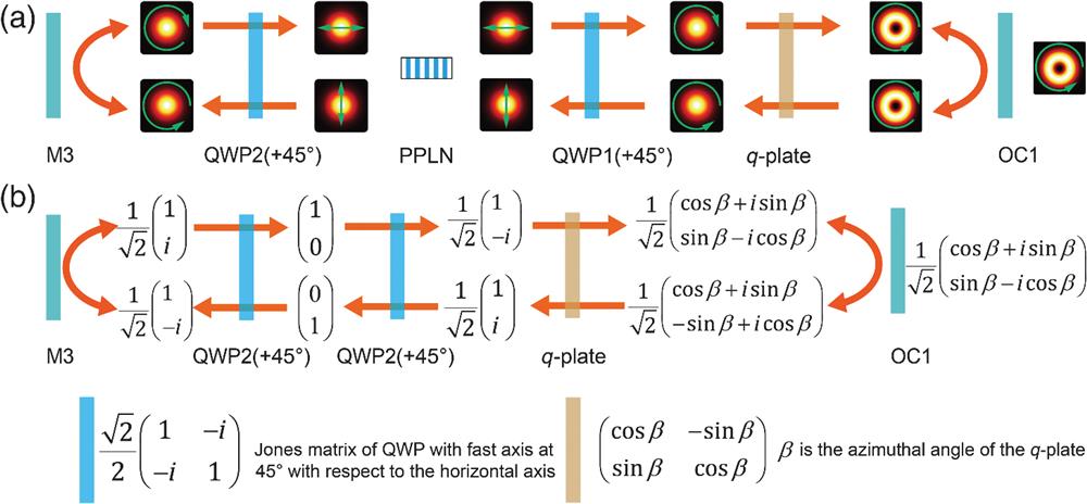 Working principle. (a) The evolution of signal beam profiles and polarization states through one round trip in the lower channel of OPO. Green arrows correspond to the polarization of light. (b) Jones matrices of basic optical elements and propagation beams.