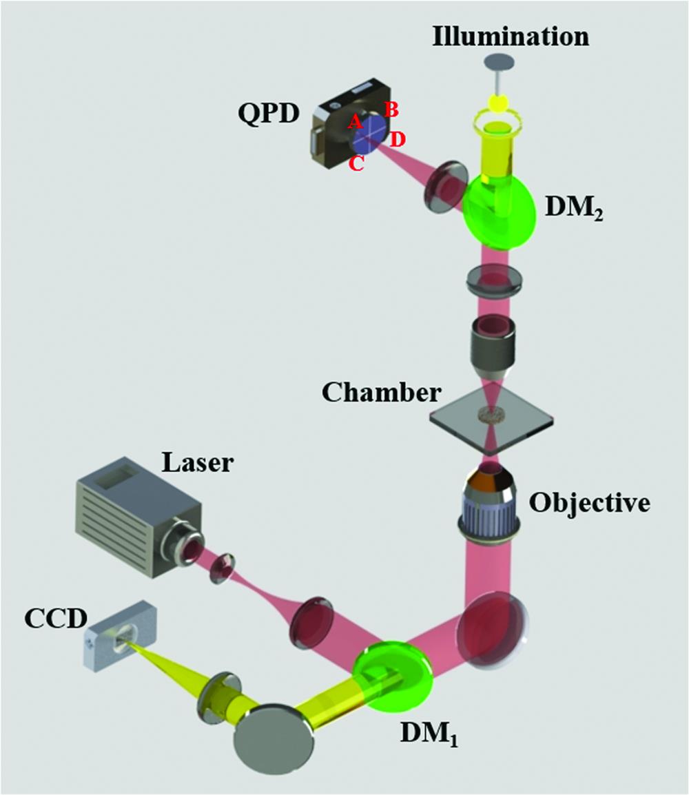 Experimental configuration of conventional optical tweezers. A simple telescope is used to expand the laser beam to overfill the back aperture of the objective. The expanded laser beam, reflected by a dichroic mirror (DM1), is coupled into the objective. The laser beam is focused by the objective and forms an optical trap. The QPD is placed in a conjugate plane of the condenser, to collect the forward scattered light that is reflected by the dichroic mirror (DM2). The trapped particles are imaged with a CCD camera. The lateral (x,y) position of the particle can be measured by the normalized output voltage signals from the four quadrants, namely, x=(A+D)−(B+C)A+B+C+D and y=(A+B)−(C+D)A+B+C+D.
