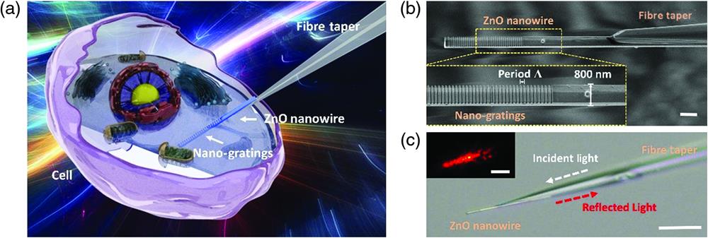 Schematic illustration and design of the fiber nanogratings sensor. (a) Schematic diagram of the ZnO nanogratings integrated on a fiber bioprobe. (b) SEM image of the fiber sensor, with a nanowire diameter of 800 nm. Scale bar, 1 μm. Inset, details of the nanogratings in the yellow dashed rectangle. (c) Microscope image of the fiber sensor with the nanogratings against a bright field. Scale bar, 10 μm. Inset, microscope image of the nanowire against a dark field, with incident light of 633 nm. Scale bar, 5 μm.