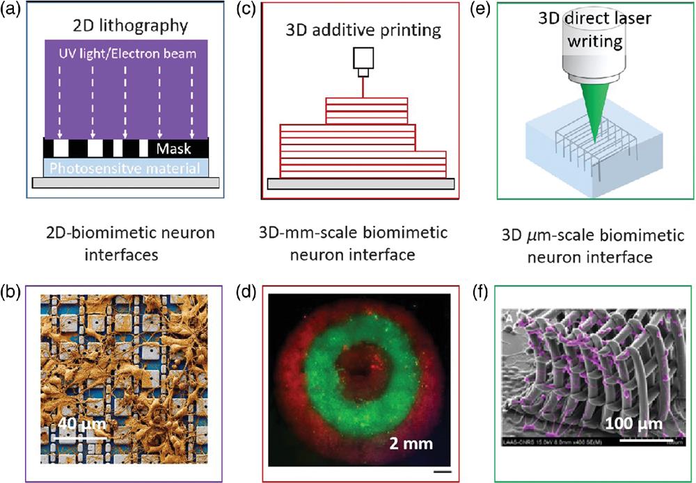 Recent developments of building BNIs at different scales. (a) and (b) Schematic of 2D lithography of BNIs; 2D BNIs fabricated on a CMOS nanoelectrode array improved the nano-bio interface to enable intracellular recording from rat neurons. The device contains a 64×64=4096 nanoelectrodes, array and records intracellular signals from more than 1700 rat neurons;17" target="_self" style="display: inline;">17 (c) and (d) schematic of 3D additive printing of BNIs; 3D additive printing of bioengineered 3D brain-like layered structures;20" target="_self" style="display: inline;">20 and (e) and (f) schematic of 3D DLW of BNIs; DLW of 3D BNI in hydrogel material.44" target="_self" style="display: inline;">44