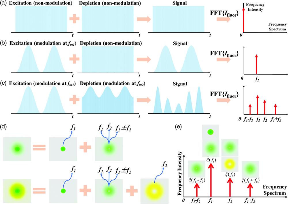Basic principle of dual-modulation difference stimulated emission depletion (dmdSTED) microscopy. (a)–(c) Time- and frequency-domain forms of the fluorescence signal and the corresponding spectrum under different modulation methods: no applied modulation, only the modulation frequency fm1 is applied to the excitation beam, modulation frequencies of fm1 and fm2 are simultaneously applied to the excitation and depletion beams. (d) Spatial and frequency domain characteristics of different fluorescent signal components. (e) Frequency characteristics of the finally detected fluorescence signal, where ξ(f1) contains the fluorescence in the center and outer ring areas, and ξ(f2) corresponds to the fluorescence in the outer ring area.
