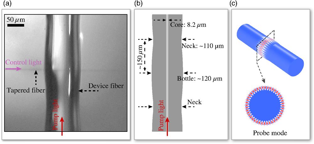 Configuration and geometry of the device used in experiment. (a) Optical microscope image of the microbottle part of the fabricated device fiber and the tapered fiber. The pump light propagating in the core of the device fiber is used to actuate the mechanical modes of the microbottle cavity. (b) Geometry of the fabricated device fiber in (a). At the two neck positions, the size of the fiber cladding is reduced by laser fusing to create a microbottle-like cavity in the middle. (c) Illustration of the optical probe mode supported by the microbottle cavity, which can be modulated by the actuated mechanical motion. The probe mode is accessed by the probe light propagating in the tapered fiber in (a), which is evanescently coupled with the microbottle cavity.
