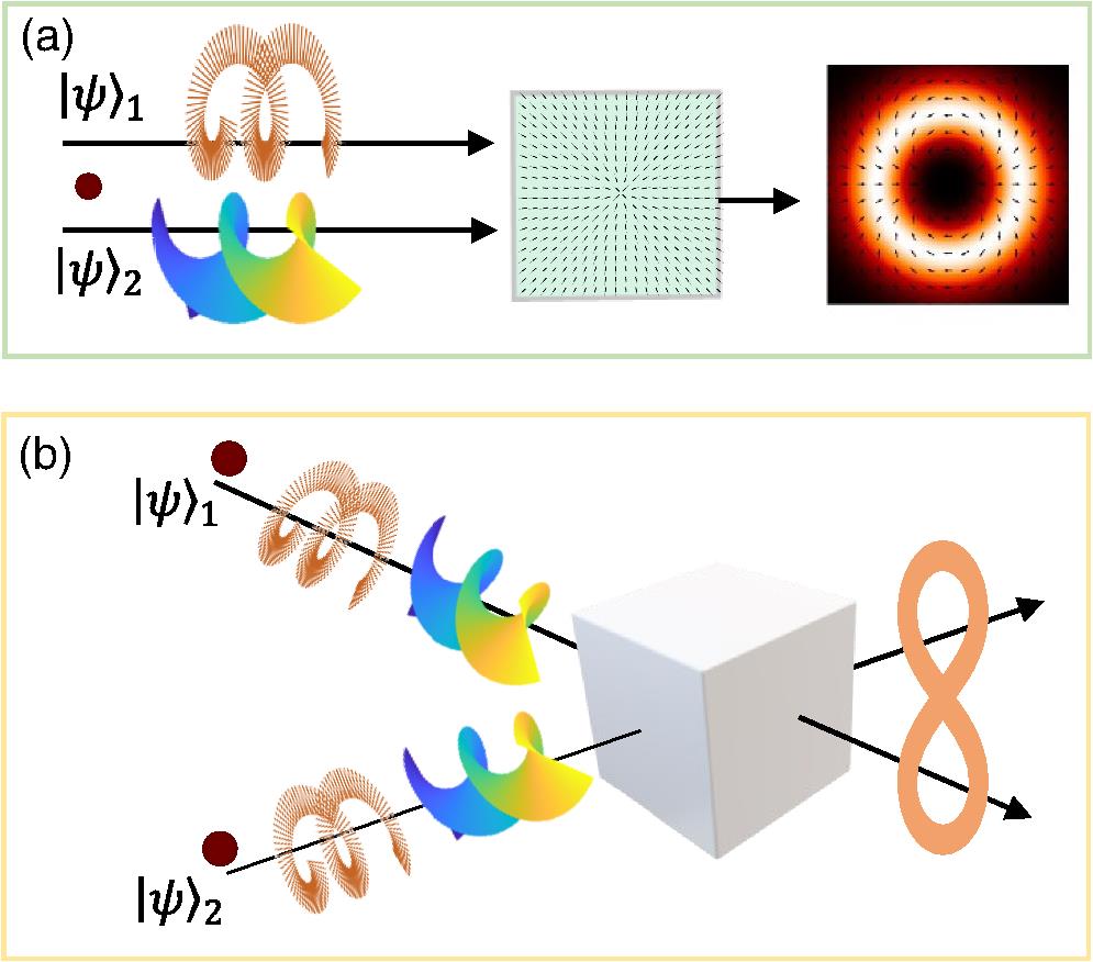 Entanglement generation. (a) In the intraparticle entanglement, the polarization and OAM subsystems are made to interact using a q-plate. The two-dimensional state |ψ⟩1 is initialized with the right polarization |R⟩=|0⟩, while the qudit |ψ⟩2 is prepared with a null OAM value |0⟩. The action of the unitary operator consists of increasing or decreasing the OAM value in a polarization-dependent way. (b) In the interparticle regime, two photons characterized by defined states in the hybrid space composed of polarization and OAM interfere using a beam splitter. Fixing the elements of the computational basis as |0⟩=|L,−2⟩ and |1⟩=|R,2⟩, both |ψ⟩1 and |ψ⟩2 are initialized with the qubit state |0⟩, and after postselecting on the coincidence counts a probabilistic entangling quantum gate is implemented. It is worth noting that considering separately the polarization and OAM Hilbert spaces of both photons, the proposed apparatus implements a four-qubit gate.