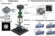 Tensorial tomographic Fourier ptychography with applications to muscle tissue imaging