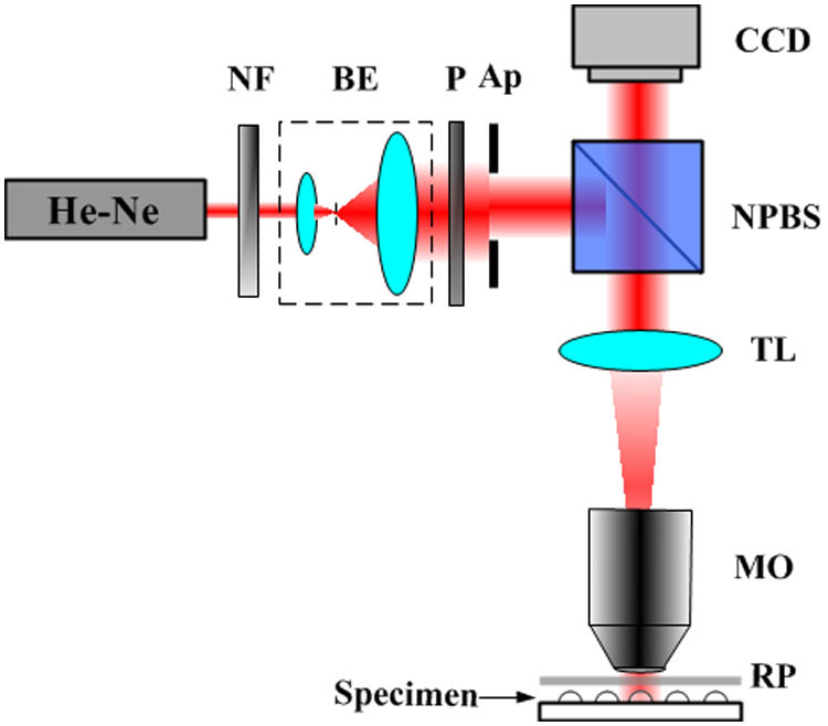 Optical schematic of the Fizeau interferometer-based setup. NF, neutral filter; BE, beam expander; P, polarizer; Ap, aperture; NPBS, non-polarizing beam splitter; TL, tube lens; RP, reference plate.