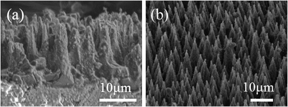 SEM images of the BS with (a) side view and (b) oblique view.