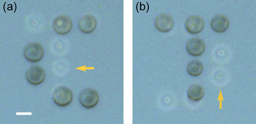 Optical image of double-layered silica spheres on a 30 nm thick Si3N4 membrane. The silica spheres were arranged in the form of (a) “C” and (b) “T” (b) on two sides of the membrane. The yellow arrows indicate spheres on the other side of the membrane. Scale bar, 10 μm.