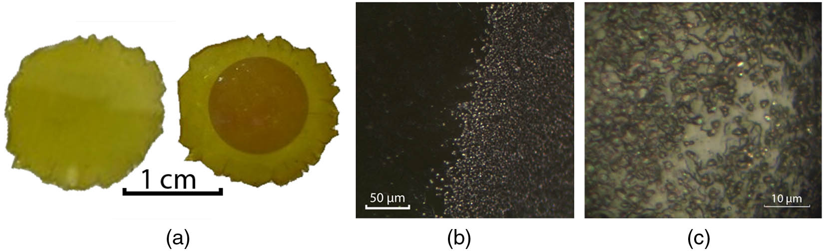 Pictures of Ag0.95Tl0.05Br0.95I0.05: (a) before and after exposure to the UV lamp, (b) 500-fold magnified border between exposed and unexposed parts, and (c) 1000-fold magnification of the exposed area.