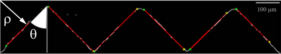 Edge map (black color) with Hough lines identified (red color) in a prismatic film profile with a curvature of 20 m−1.
