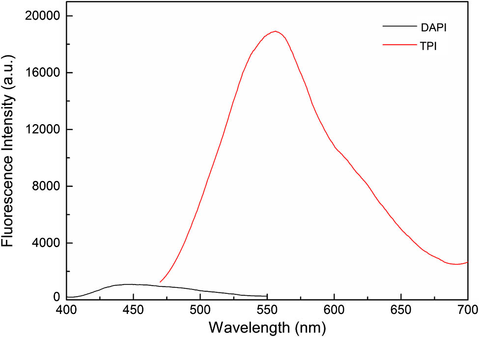 Normalized UV absorption and one-photon fluorescence (FL) spectra of TP and TPI in DMF, [TPI]=10−5 mol/L.