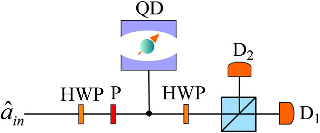 Diagram of information transfer from a photon to a solid-state qubit. HWPs denote half-wave plates that are used to perform Hadamard operations. P denotes a π/2 phase shift on the |L〉a polarization state. PBS denotes a polarization beam splitter that transmits |R〉a photon and reflects |L〉a photon. D1 and D2 are single-photon detectors.