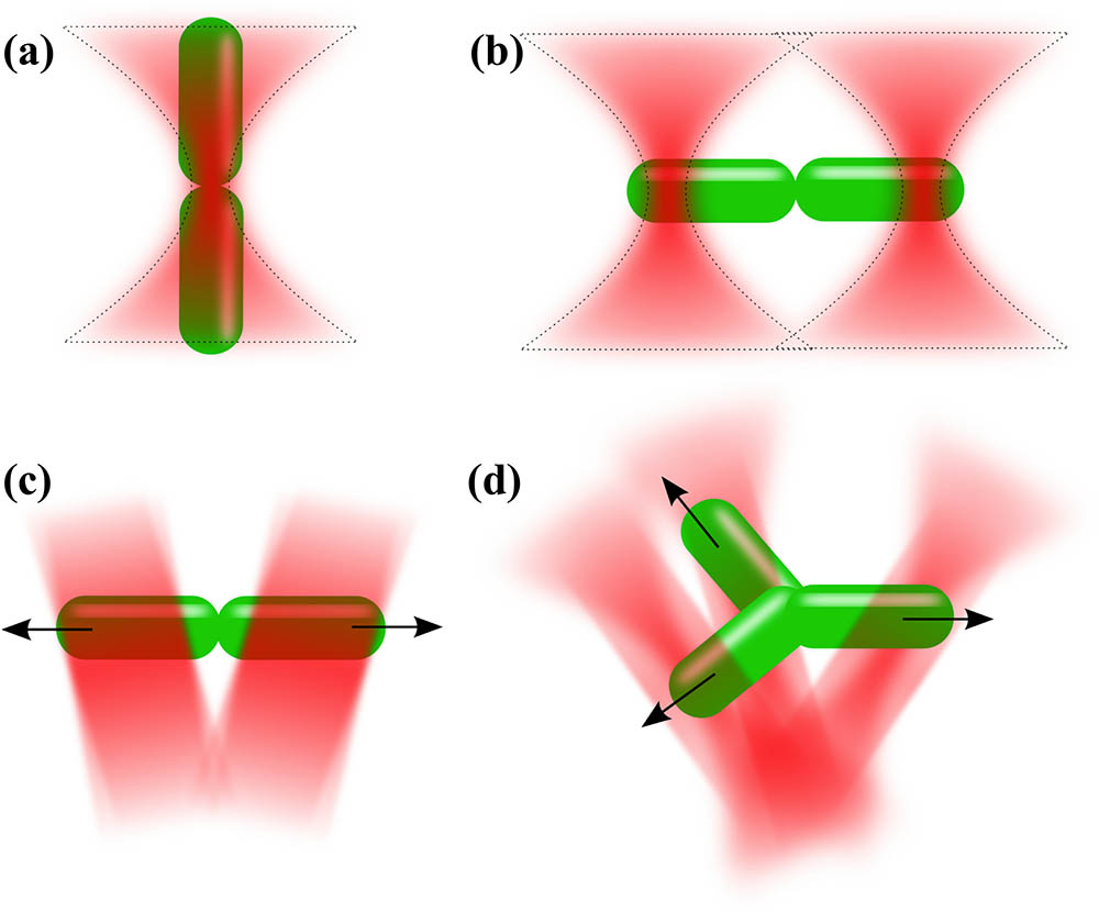 Different designs of optical tweezers. (a) Single-beam optical tweezers align an elongated object along the beam axis. (b) Dual-beam optical tweezers hold an object from each end. (c) TOW optical tweezers trap an object at each end and pull the ends in opposite directions. (d) Triangular TOW tweezers with threefold rotational symmetry allow trapping and stretching of an irregularly shaped object.