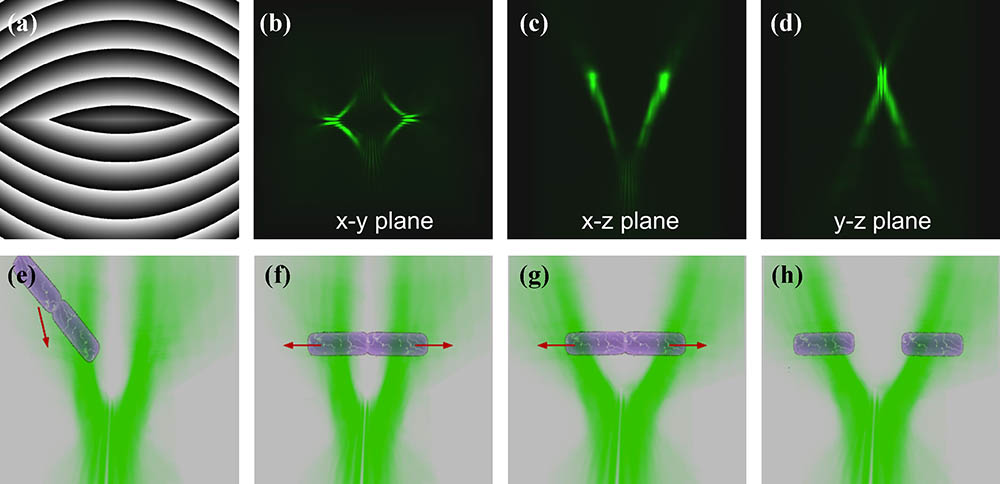 Dual TOW beam: (a) a hologram, (b–d) projections of a volumetric rendering of the dual TOW beam from experimental data onto different planes near the focus of an objective lens, as the beam propagates in the z direction (Media 1). (e–h) An illustration of the dynamic process of how a bacterial cluster is trapped, stretched, and separated by the TOW tweezers.