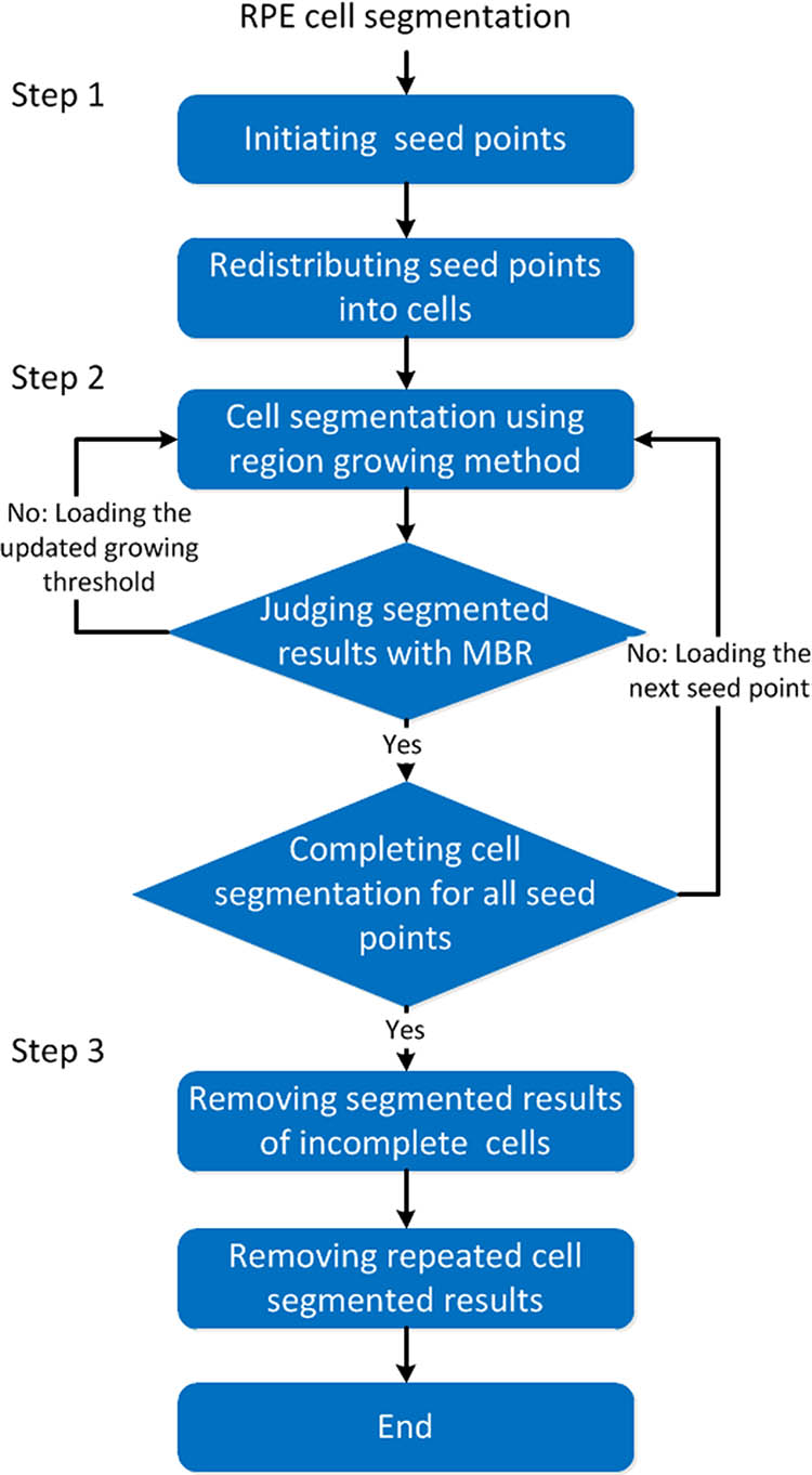 Flow diagram of automatic RPE cell segmentation with the improved region growing method.