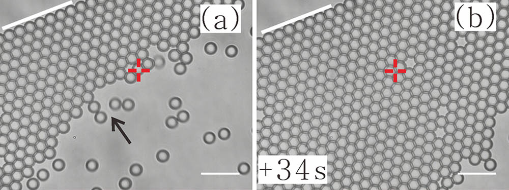 Two-dimensional self-assembly accelerated at the water–air interface by optical tweezers. The NA of the objective is 1.25. The white lines mark the water–air interface at the upper left. The black arrow indicates the direction of the particles’ movement. Scale bar, 10 μm; ‘+’ indicates the optical trap center.