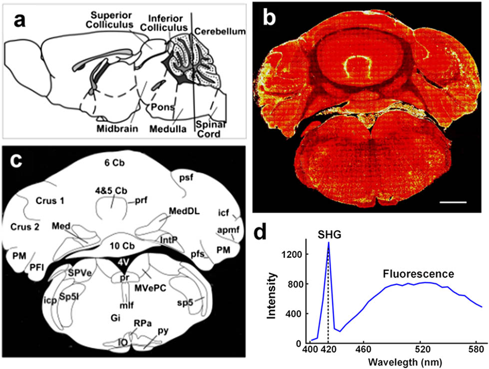 From an SHG image to the structure of brain slice. (a) The position schematic of the coronal brain slice. (b) Morphology of a cerebellum and brain stem slice detected from SHG imaging. (c) Schematic of the discernable regions in SHG image (b). (d) The spectra of the slice with the Nikon A1 Microscope using an 840 nm laser. Scale bar in (b) is 1 mm.