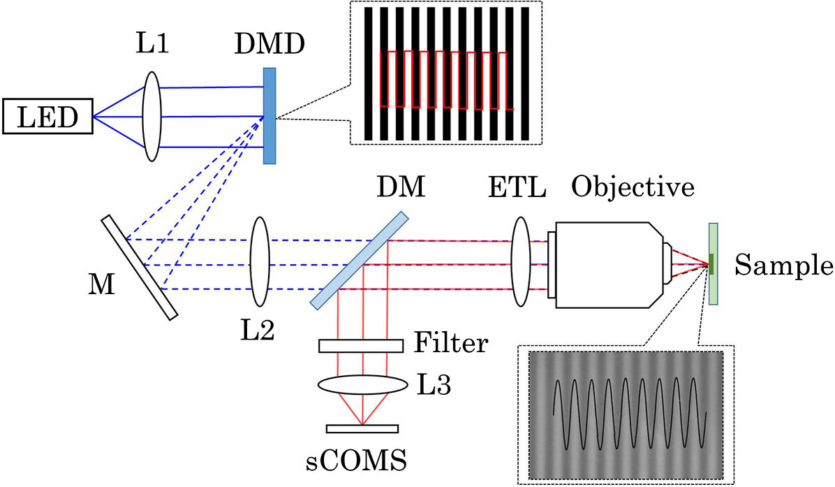 Optical configuration of the DMD-based SIM system. L1, L2, and L3, collimating lenses; M, high-reflectivity mirror; DM, dichroic mirror.