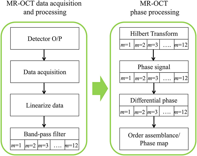 Flow chart for MR-OCT phase data processing. Signal processing includes a band-pass filter for each order of reflection m. The phase signal is derived from the complex signal by use of a Hilbert transformation.