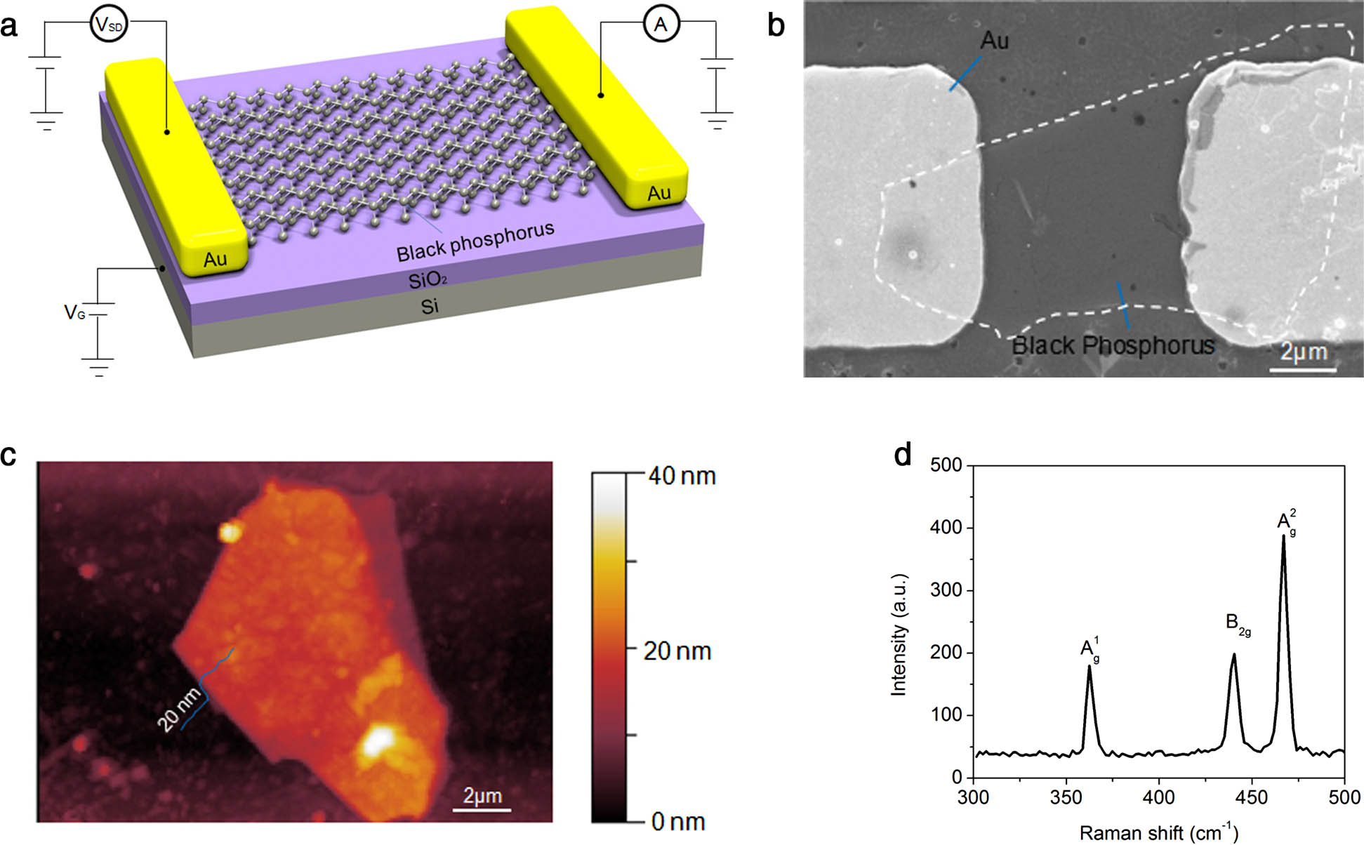 (a) Schematic illustration of the BP photodetector. (b) SEM image of the BP photodetector with Au electrodes. (c) AFM image of BP nanoflakes showing a thickness of ∼20 nm. (d) Representative Raman spectrum of BP.