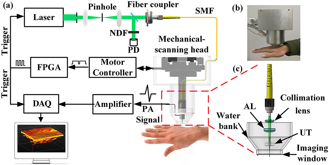 Schematic of the 3D depth-coded PA microscopy. (a) Schematic of the imaging system. (b) A photo of a large-field mechanical scanning head. (c) The structure of the internal core component in (b). SMF, single-mode fiber; NDF, neutral density filter; PD, photodiode; DAQ, data acquisition; AL, aspheric lens; UT, ultrasonic transducer; FPGA, field programmable gate array.