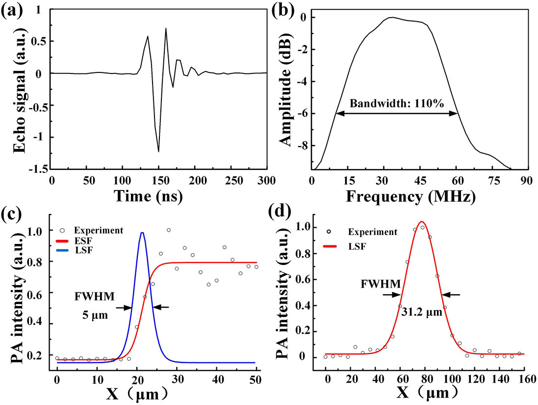 Resolution of the PA microscopy. (a) Pulse response of the ultrasonic transducer at the focus. (b) Amplitude frequency response of the ultrasonic transducer. (c) The lateral resolution of the PA microscopy. (d) The axial resolution of the PA microscopy.