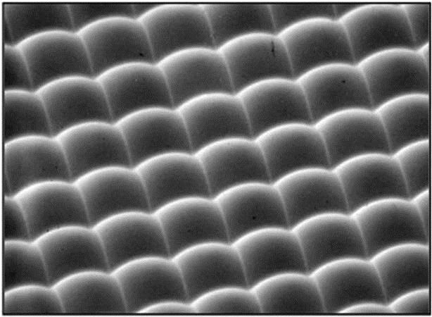 Detailed structure of the microlens array.