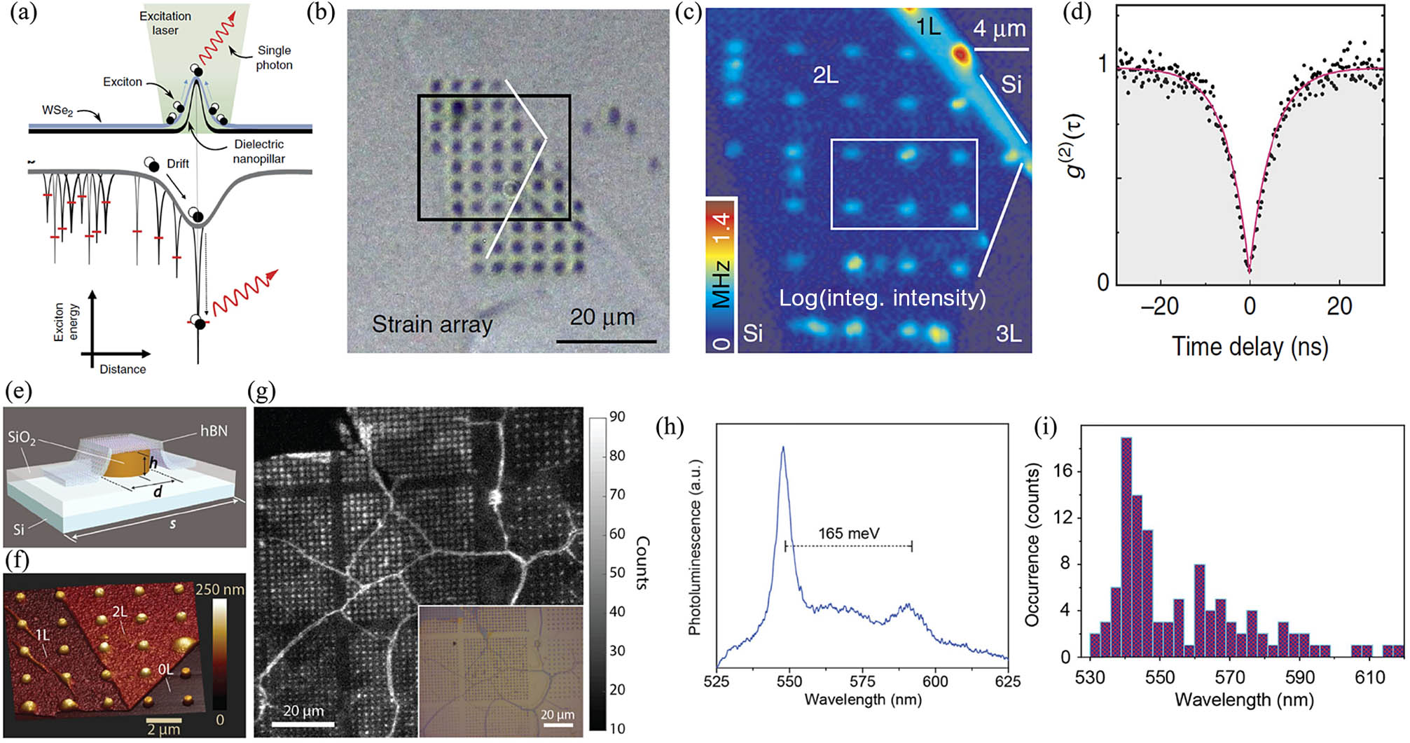 Deterministic activation single-photon emitters in 2D materials. (a) Mechanism illustration of the generation of single-photon emitters in WSe2 by induced strain[65]. (b) Optical micrograph of bi-layer WSe2 after the transfer onto the nanopillars[65]. (c) A 2D spatial map of the PL integrated intensity within 700–860 nm[65]. (d) Photon quantum correlation characterization from a bi-layer emitter with a g(2)(0) of 0.03 ± 0.02[65]. (e) Schematic illustration of a ∼20 nm-thick hBN conformed on a nanostructured silica substrate[66]. (f) Three-dimensional atomic force microscope (AFM) image of a folded ∼20 nm-thick hBN on nanopillars[66]. (g) Room-temperature confocal (main) and optical (inset) images of an example nanopillars structure for spacings of 2 μm (left and center arrays) and 3 μm (far right); the pillar height is 155 nm, while the pillar diameter varies from 250 nm for the lower left-hand array to 500 nm for the top center array in increments of 50 nm[66]. (h) PL spectrum from an active pillar site. The relatively sharp ZPL and phonon replica suggest that the emission originates from a single defect[66]. (i) Statistic analysis of peak wavelength of the emitters, showing a broad distribution from 530 to 620 nm[66].