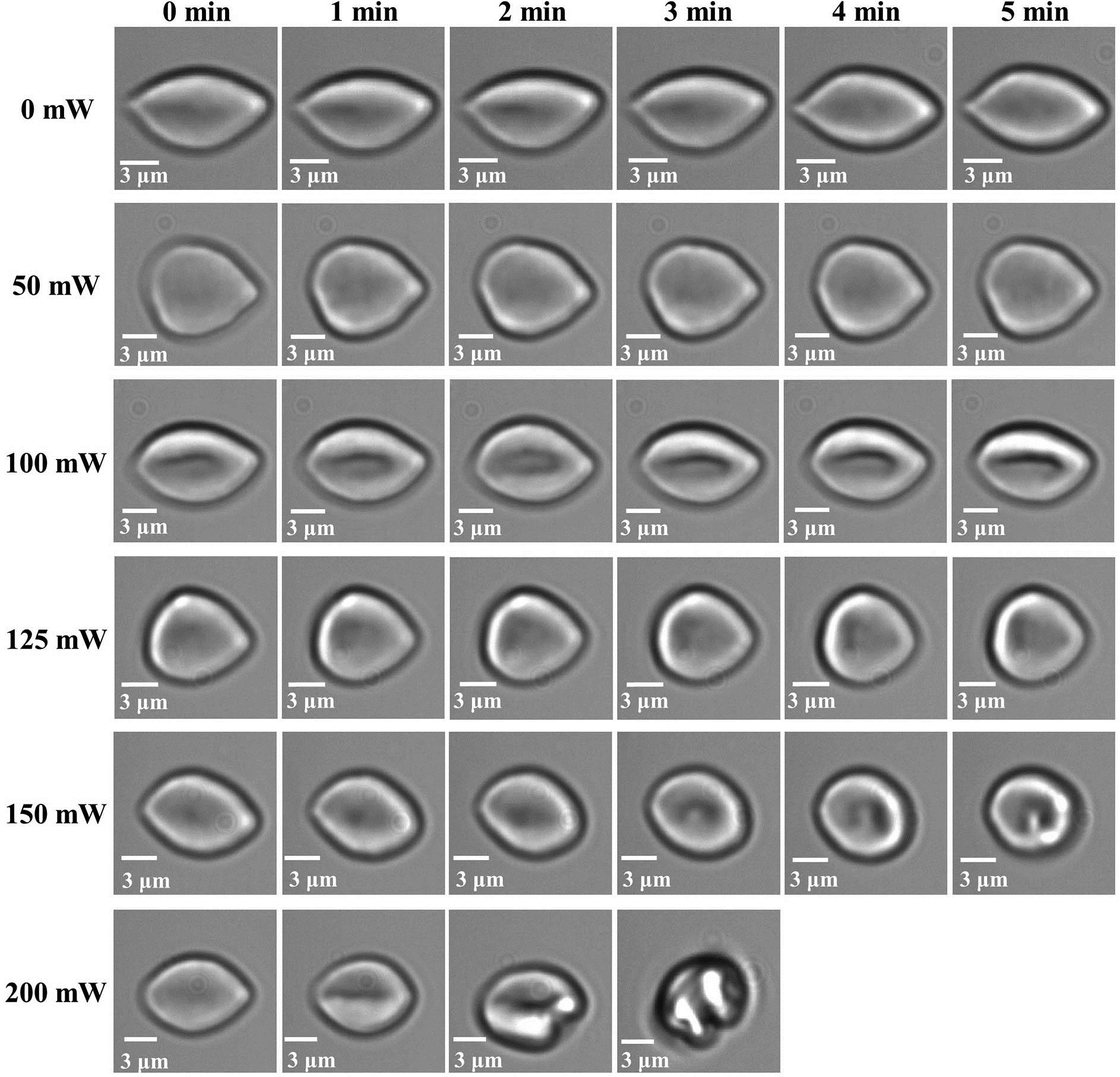 Elongation of erythrocytes under different power laser irradiation.