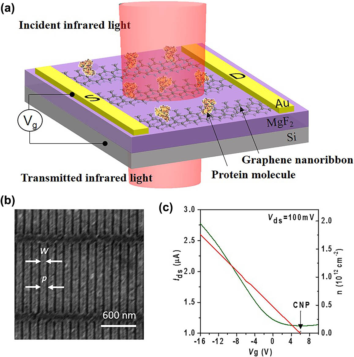 Graphene plasmon biosensor. (a) Schematic of the graphene plasmon sensor. Monolayer protein was deposited on top of the GNR array fabricated on 700 nm thick MgF2 supported on Si substrate. Incident IR light excites plasmon resonance across the GNR: S, source; D, drain. (b) SEM image of a GNR array with a ribbon width (W) of 100 nm and a period width (P) of 140 nm. (c) The electric transfer curve (green curve) and carrier density (red line) of the double layered graphene/MgF2 sensor. The black arrow is the CNP.