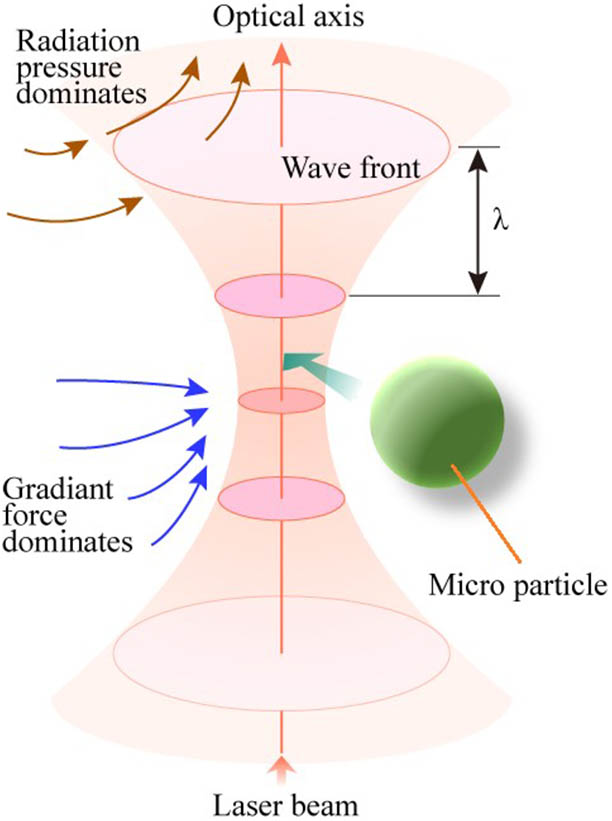 Stable 3D optical trapping near the focus area, where the gradient force dominates the micro-particle[17].