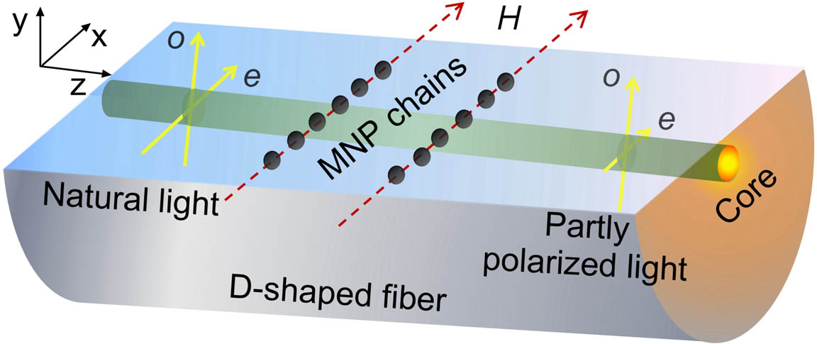 Schematic diagram of light polarization modulation of the D-shaped fiber based on the magneto-optical dichroism of MF.