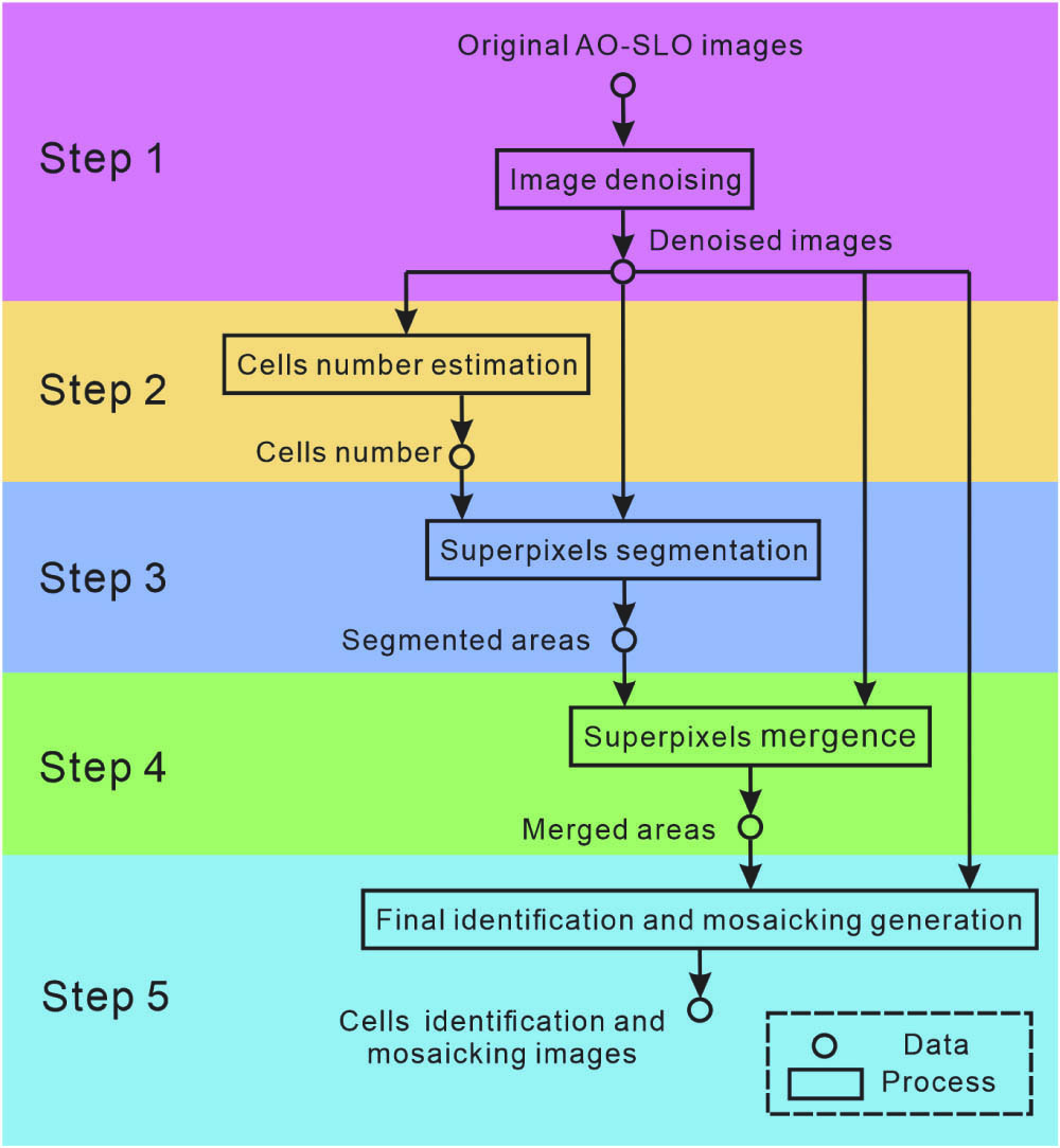 Diagram depicting the image processing of the proposed algorithmic steps.