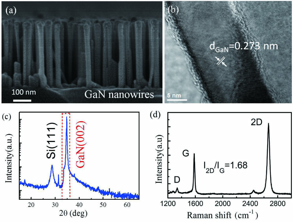 (a) SEM morphology of the vertical GaN nanowire array; (b) HRTEM image of a single GaN nanowire; (c) XRD pattern of the vertical GaN nanowire array; (d) Raman spectrum of the monolayer graphene film.