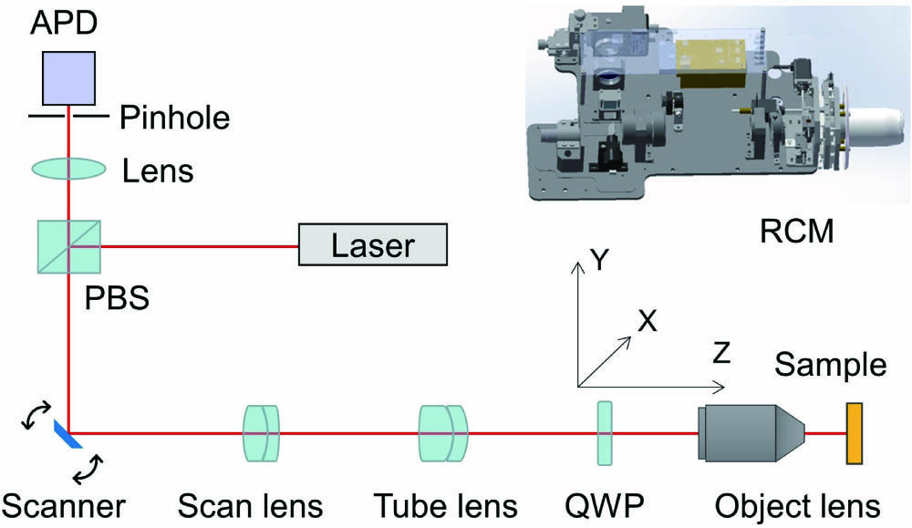 Optical path layout of the RCM system. APD, avalanche photodiode; PBS, polarizing beam splitter; QWP, quarter-wave plate; RCM, reflectance confocal microscope.
