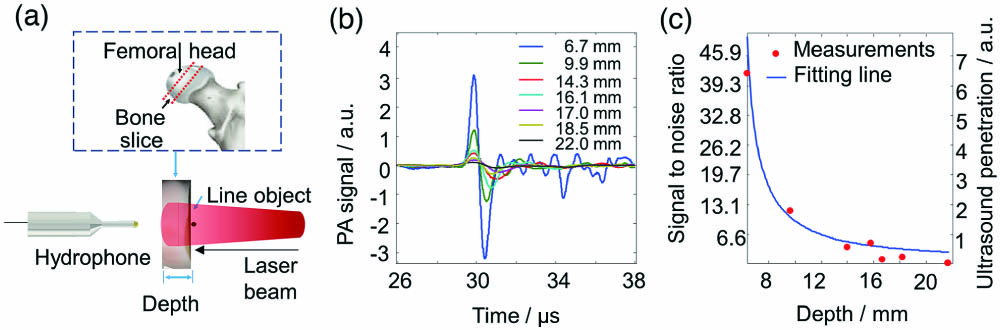 (a) Experiment setup for studying the US penetration in the bone. (b) The PA signals generated by a line object pass through bone samples with different bone thicknesses (6.7 mm to 22 mm). (c) The quantified SNR as a function of US penetration depth with the exponential fitting shown as a solid curve following the equation of 58.2 × exp(−0.33 × l).