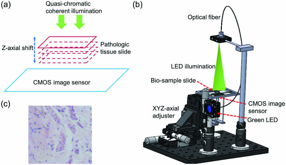 Lens-free on-chip microscope setup. (a) Schematic of lens-free on-chip microscopy. (b) Experimental lens-free on-chip microscope setup. (c) An example image of H&E stained pathological tumor tissue.