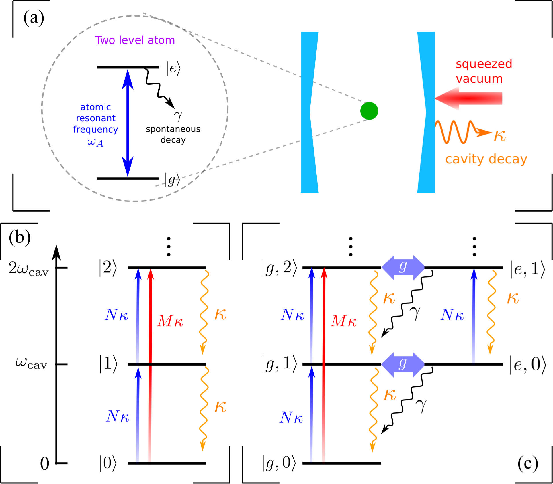 (a) Sketch of the single atom–cavity QED system driven by a broadband squeezed vacuum with central frequency ωsq. The resonance frequency of this two-level atom ωA=ωe−ωg with ℏωα (α=e,g) being the energy of state |α〉. Here, g is the coupling constant between the atom and cavity. γ and κ are the decay rates of the atom and cavity, respectively. Panels (b) and (c) demonstrate the energy levels and the corresponding transition pathways for the empty cavity and the atom–cavity QED system, respectively.